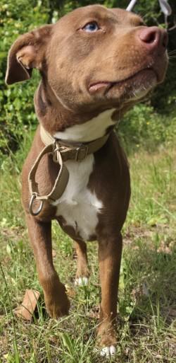 Molly, a Adoptable mixed breed in Savannah, GA image 2/2