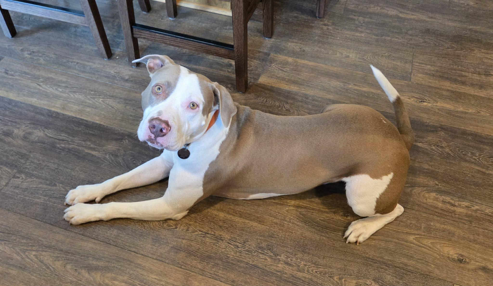 Manny, an adopted Mixed Breed in De Pere, WI image 2/3