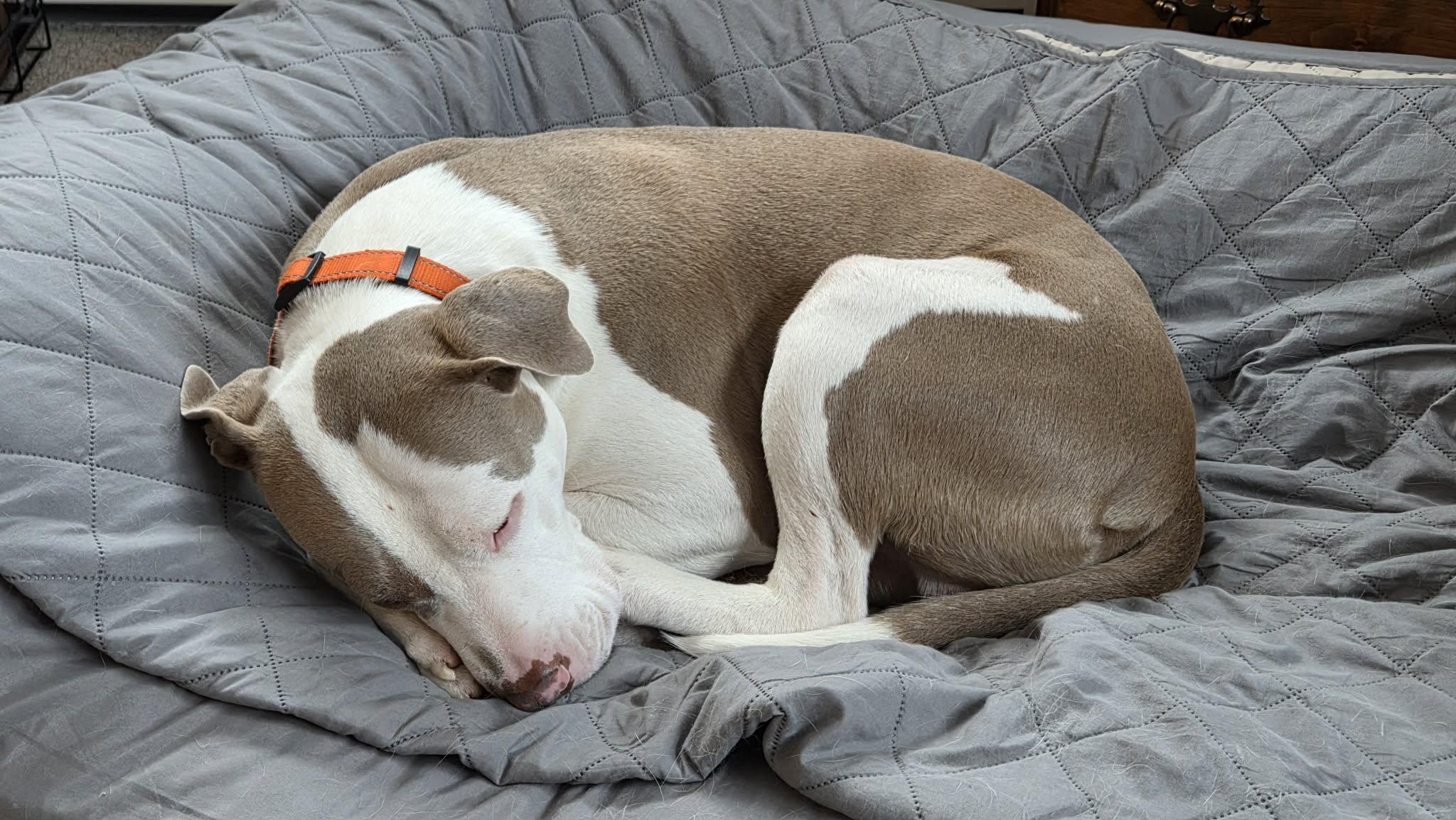 Manny, an adopted Mixed Breed in De Pere, WI image 3/3