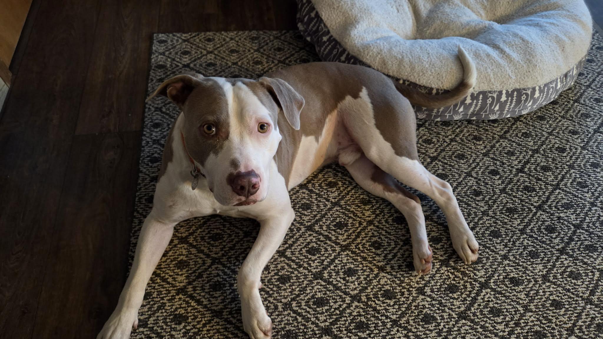 Manny, an adopted Mixed Breed in De Pere, WI image 1/3