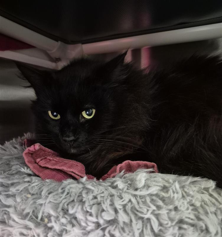 Dixie, Adoptable, Adult Female Domestic Long Hair.