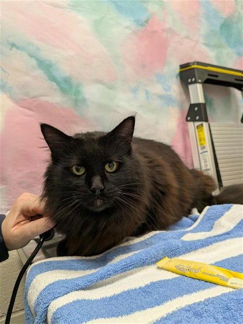 Enlarge Dixie, a Adoptable Domestic Long Hair in Elk Grove, CA image 2/2