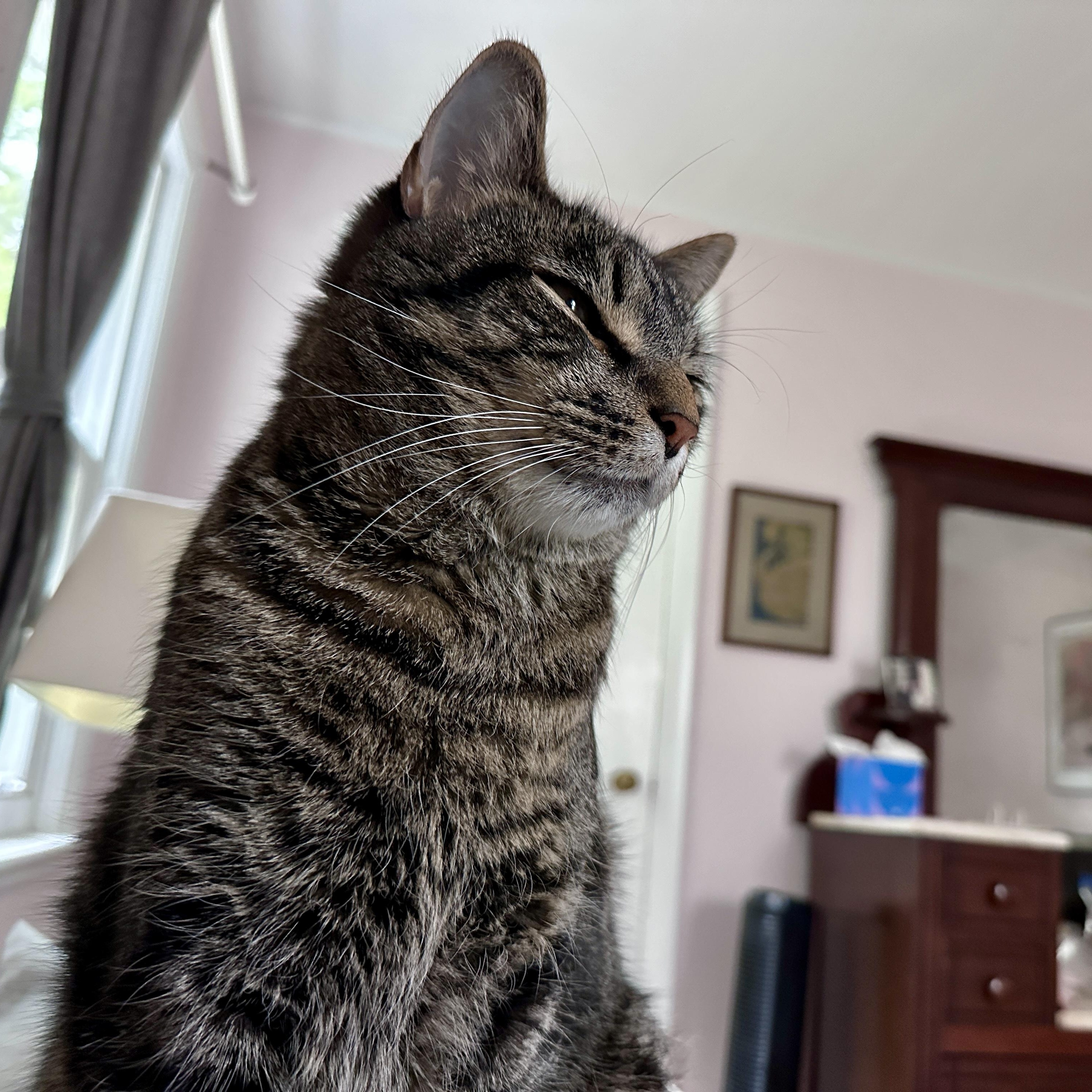 Enlarge McGee, a Adoptable Tabby in Medford, MA image 4/6