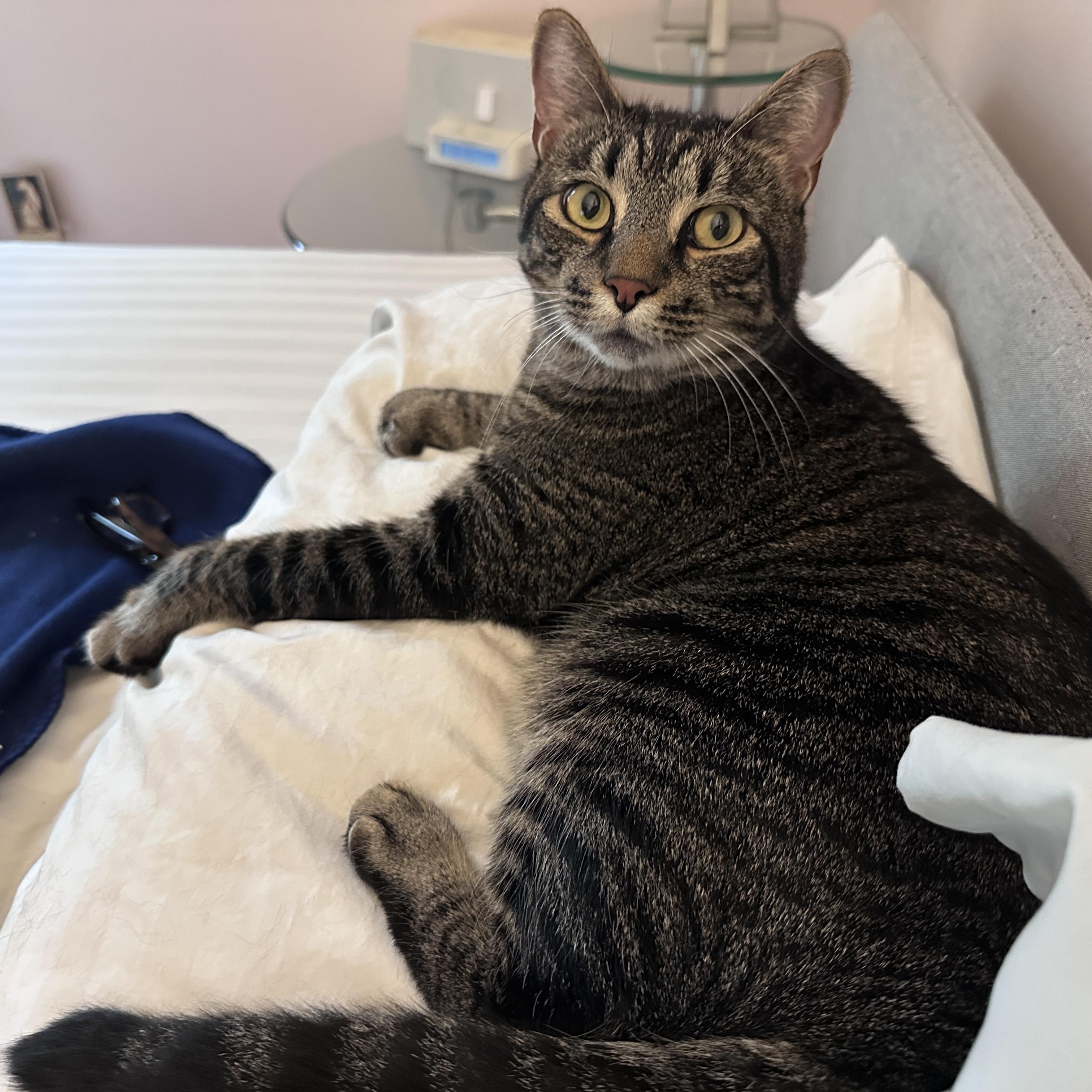Enlarge McGee, a Adoptable Tabby in Medford, MA image 5/6
