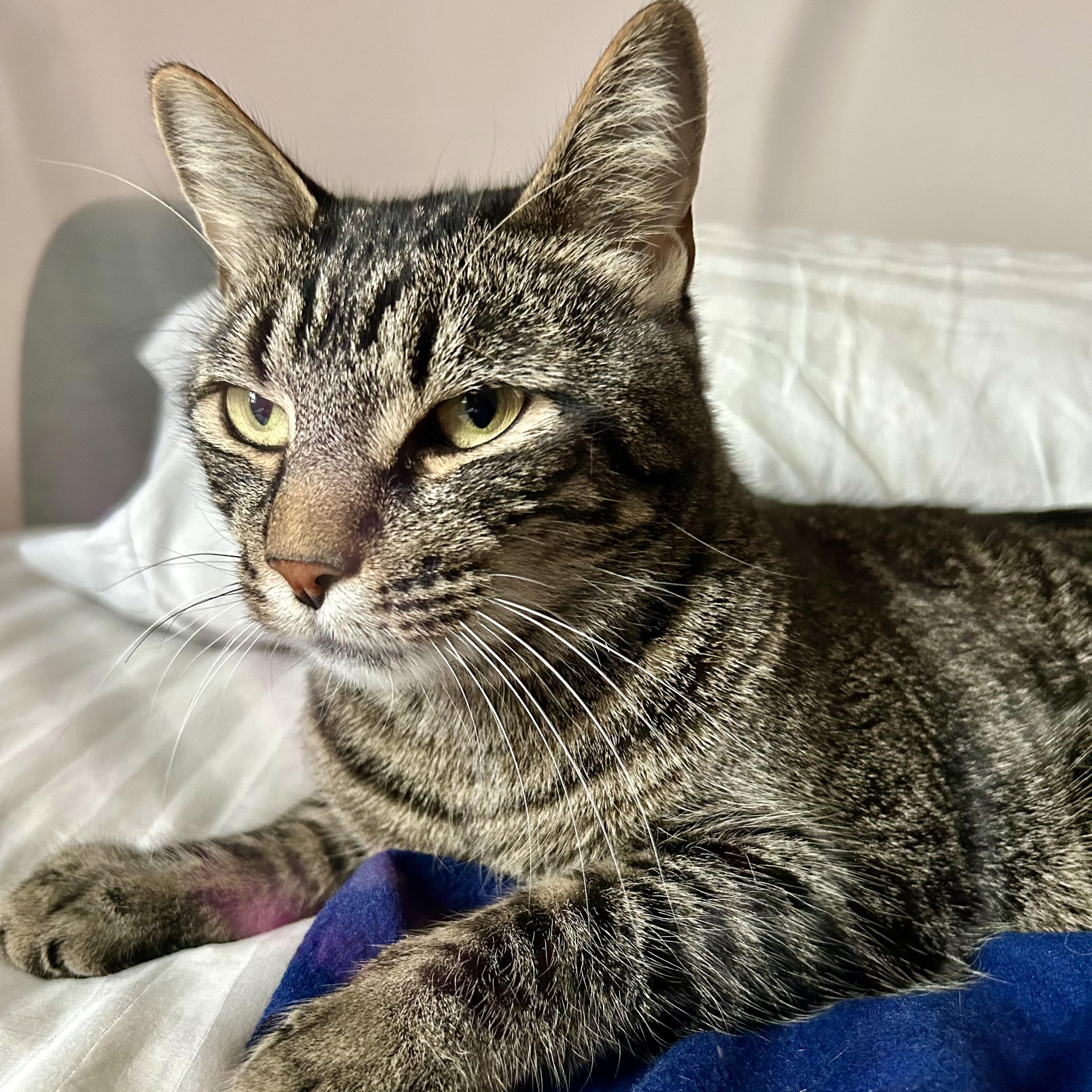 Enlarge McGee, a Adoptable Tabby in Medford, MA image 2/6