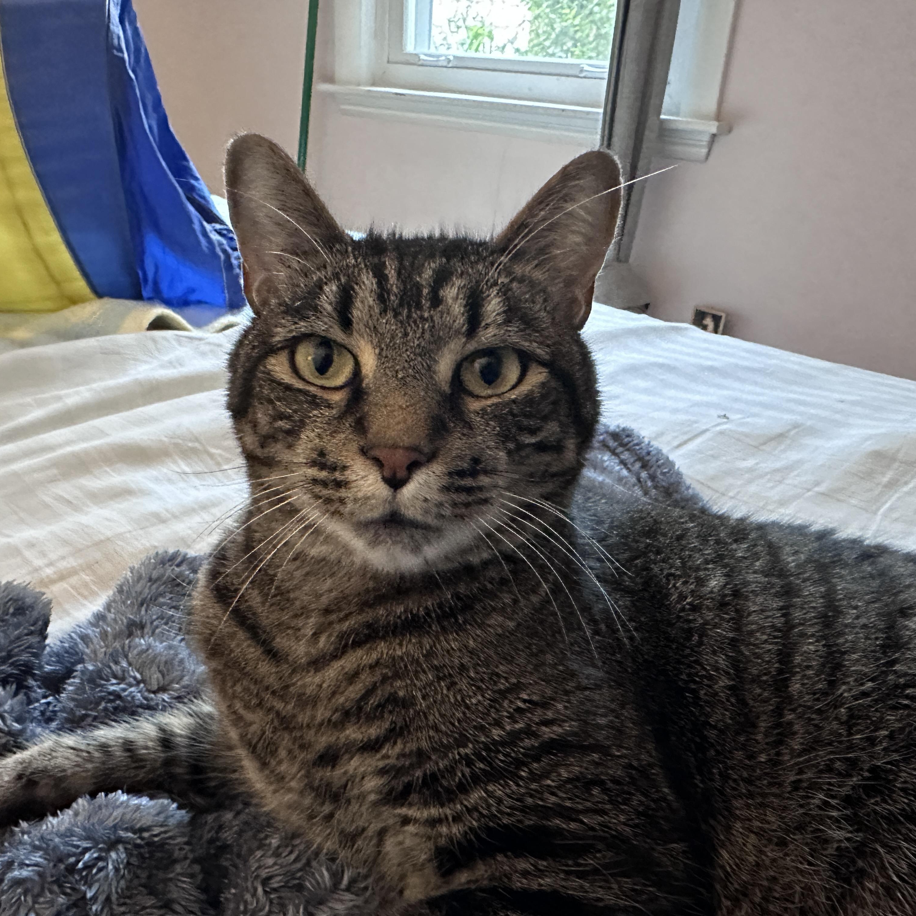 Enlarge McGee, a Adoptable Tabby in Medford, MA image 1/6