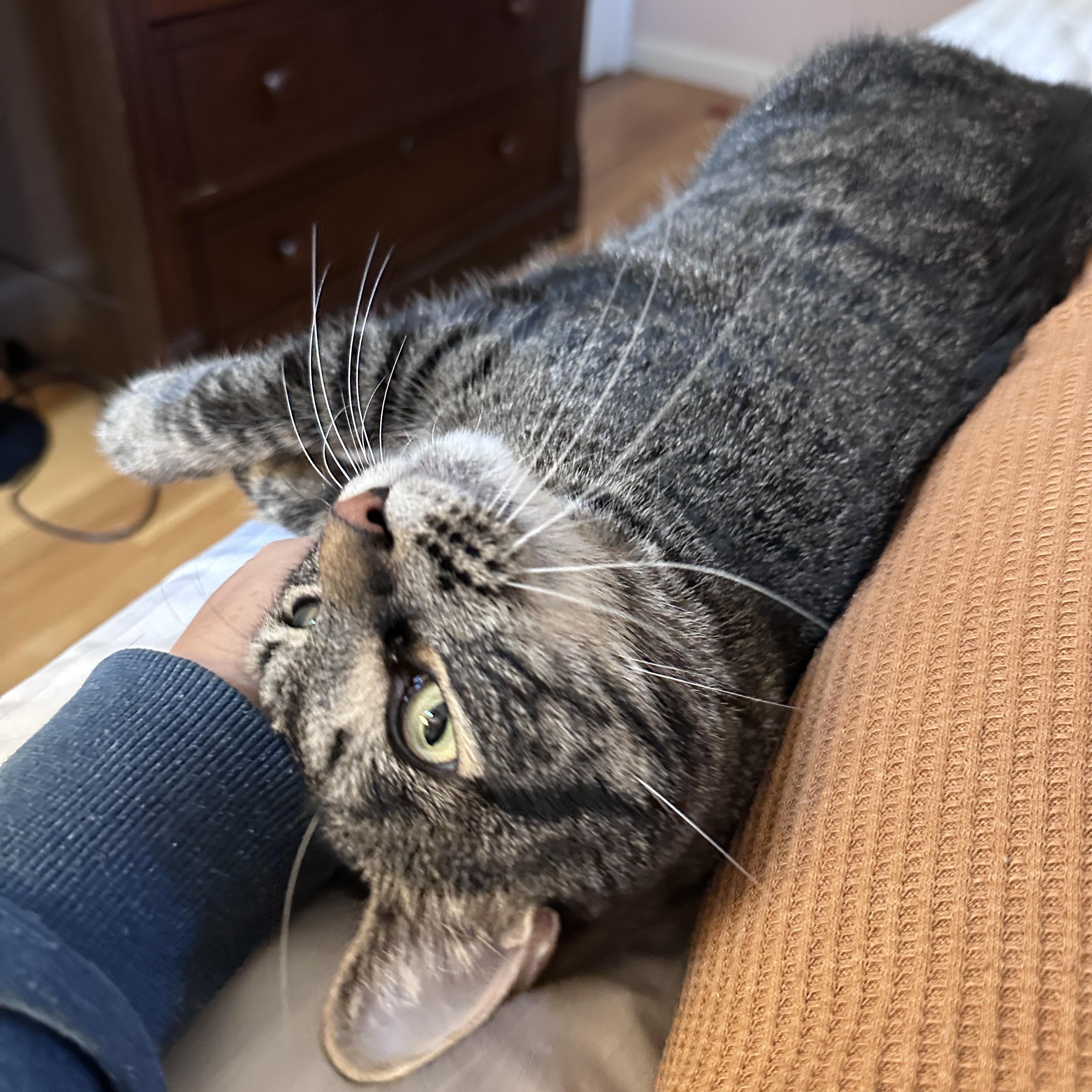 Enlarge McGee, a Adoptable Tabby in Medford, MA image 3/6