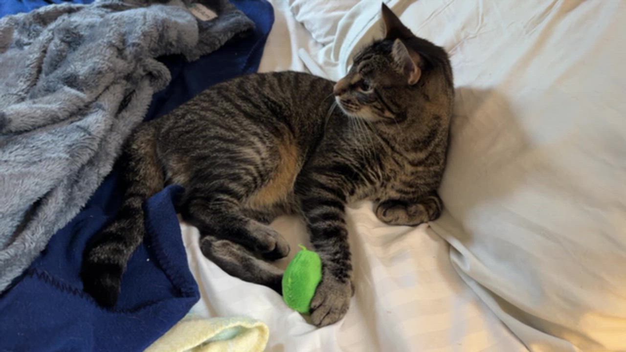 Enlarge McGee, a Adoptable Tabby in Medford, MA video 6/6