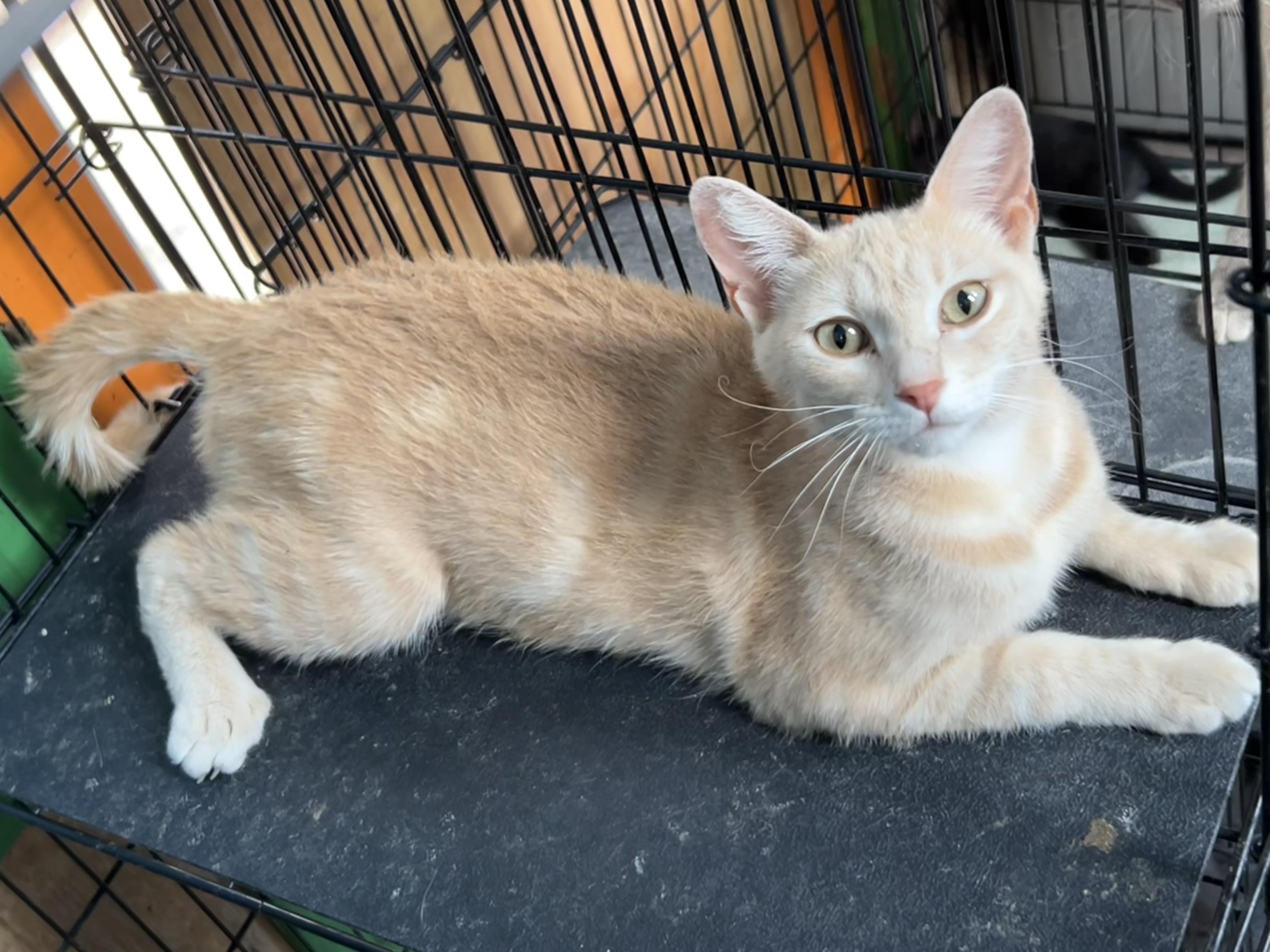 Tambourine, ADOPTABLE, Young Female Domestic Short Hair.