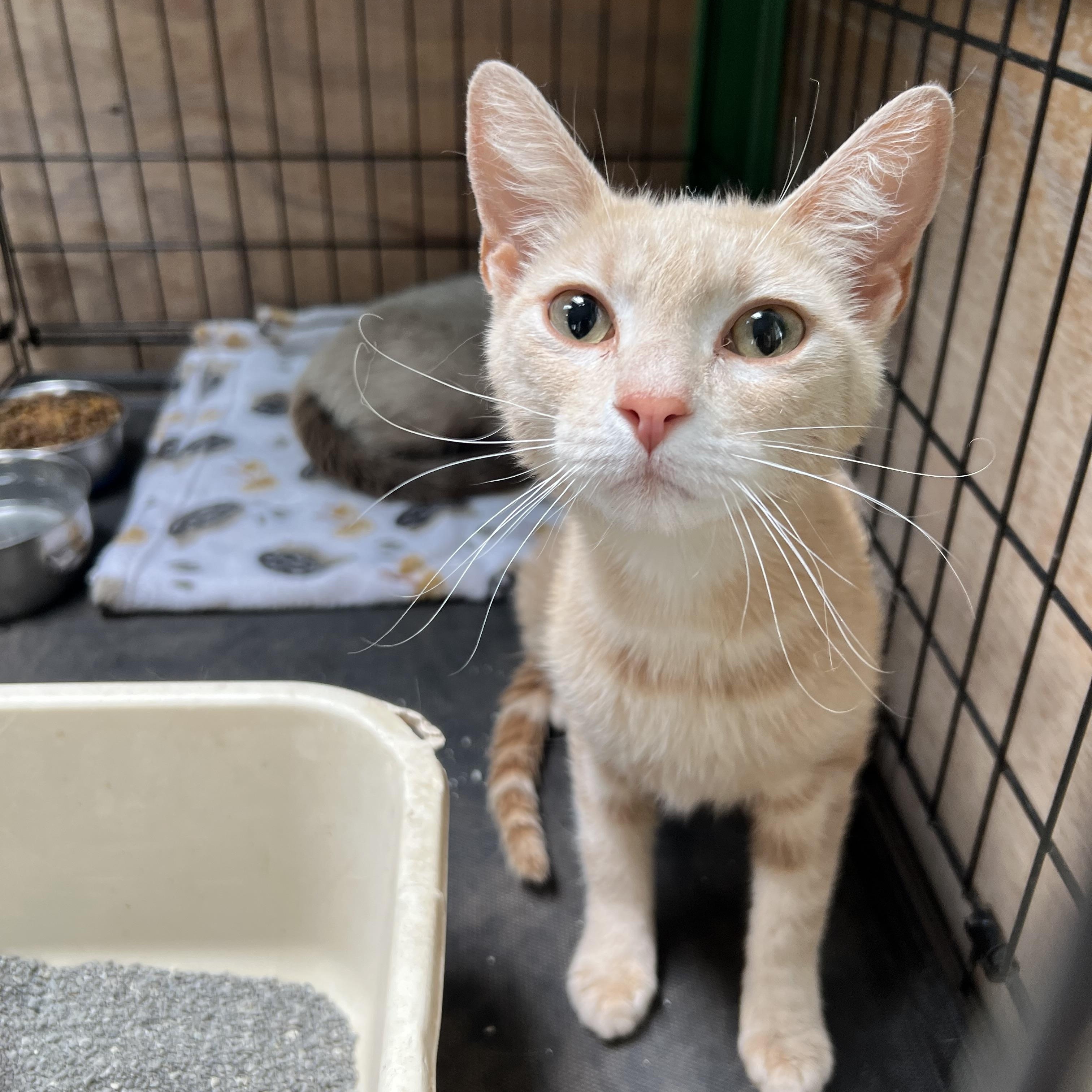 Tambourine, a ADOPTABLE Domestic Short Hair in Flagstaff, AZ image 2/2