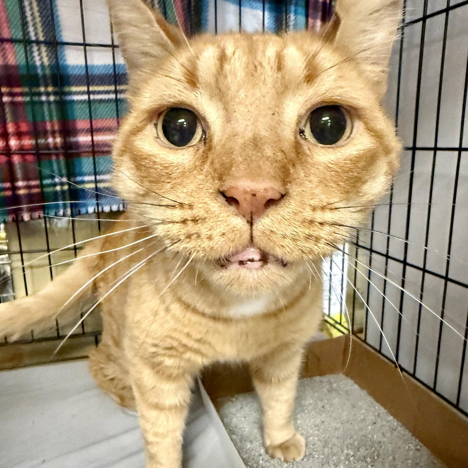Joey, Adoptable, Young Male Domestic Short Hair.