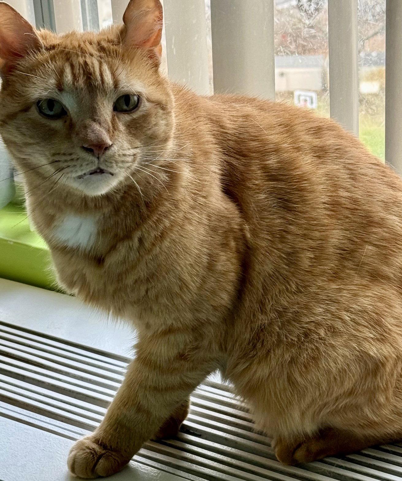 Enlarge Joey, a Adoptable Domestic Short Hair in Flushing, NY image 1/1
