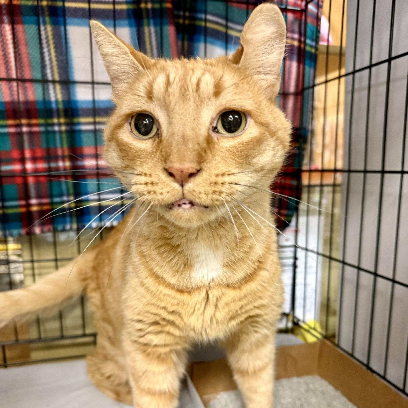 Enlarge Joey, a Adoptable Domestic Short Hair in Flushing, NY image 3/3