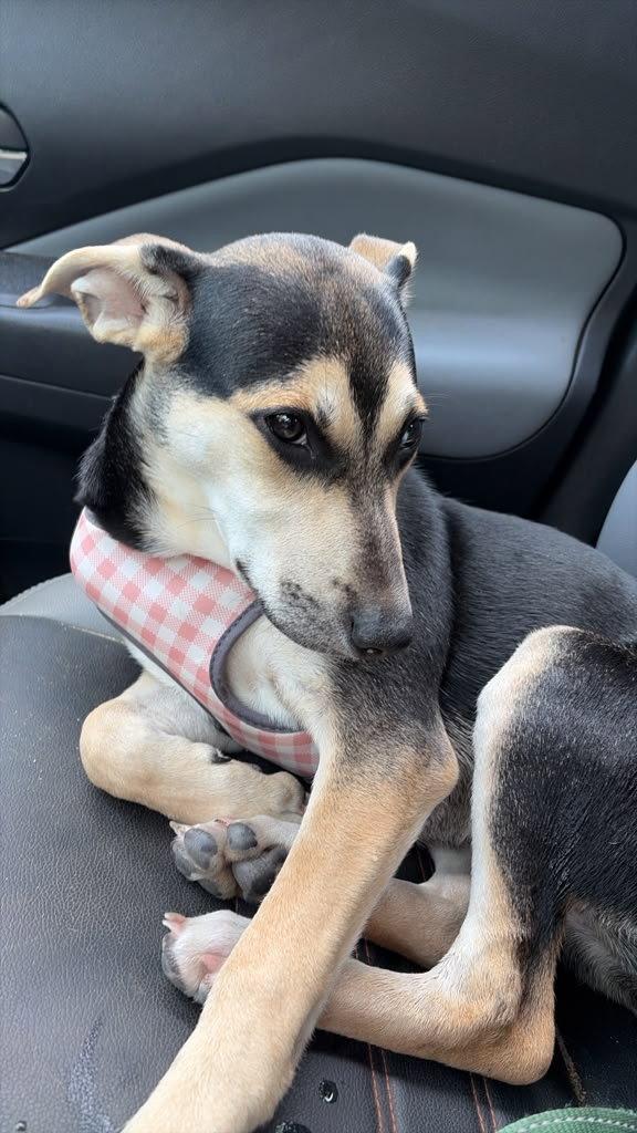 V, Adoptable, Puppy Female Mixed Breed.