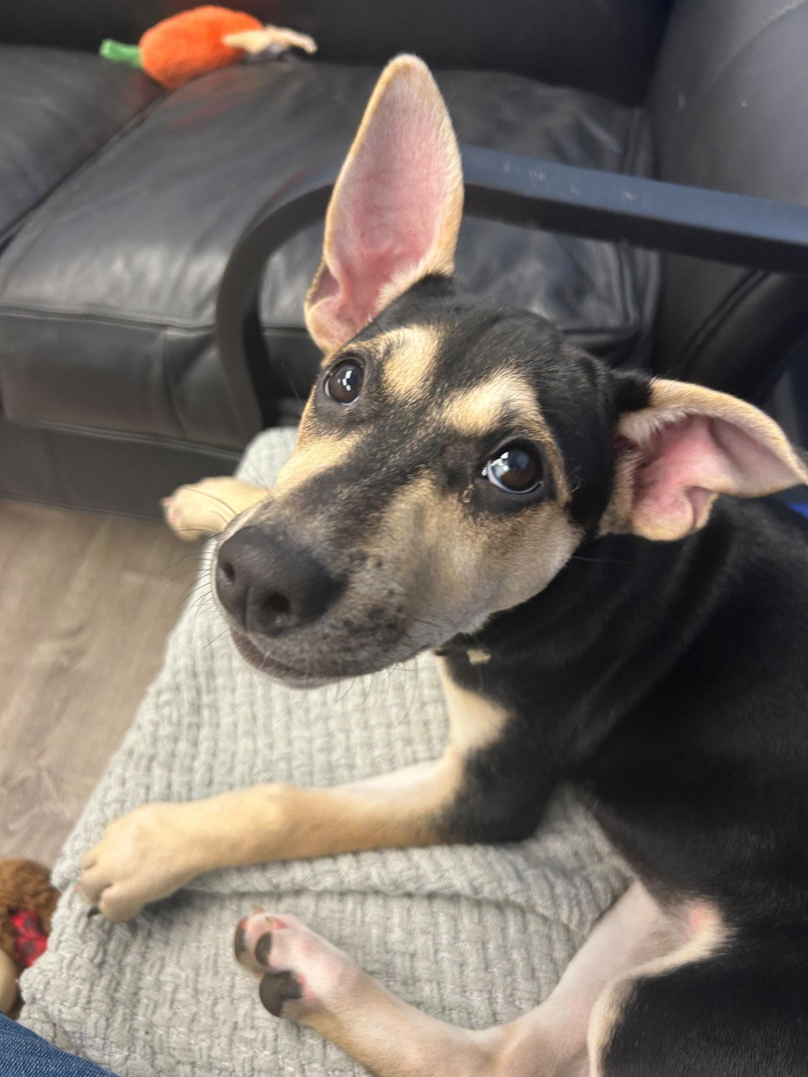 V, Adoptable, Puppy Female Mixed Breed.