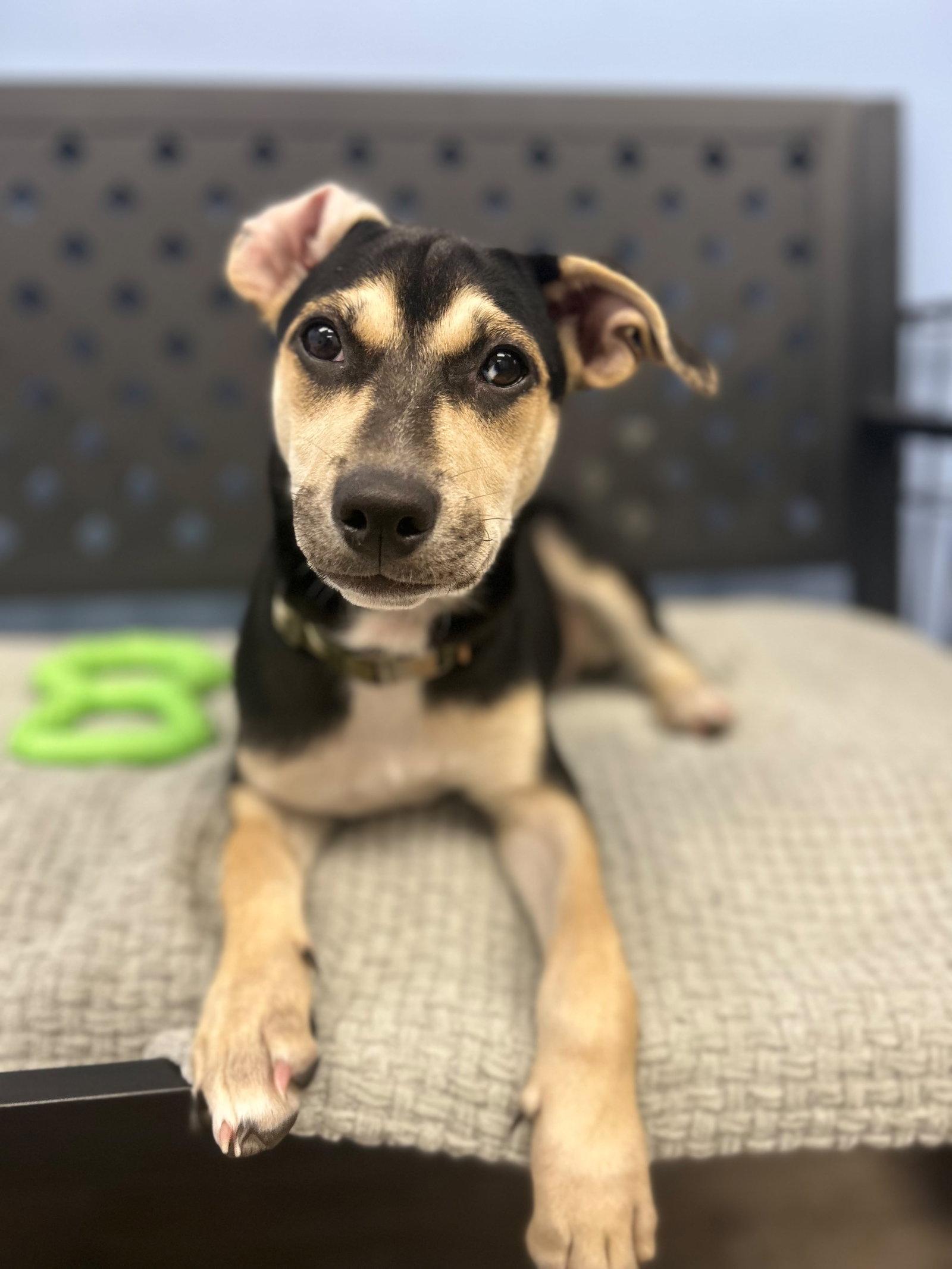 Enlarge V, a Adoptable Mixed Breed in Cliffwood, NJ image 2/3