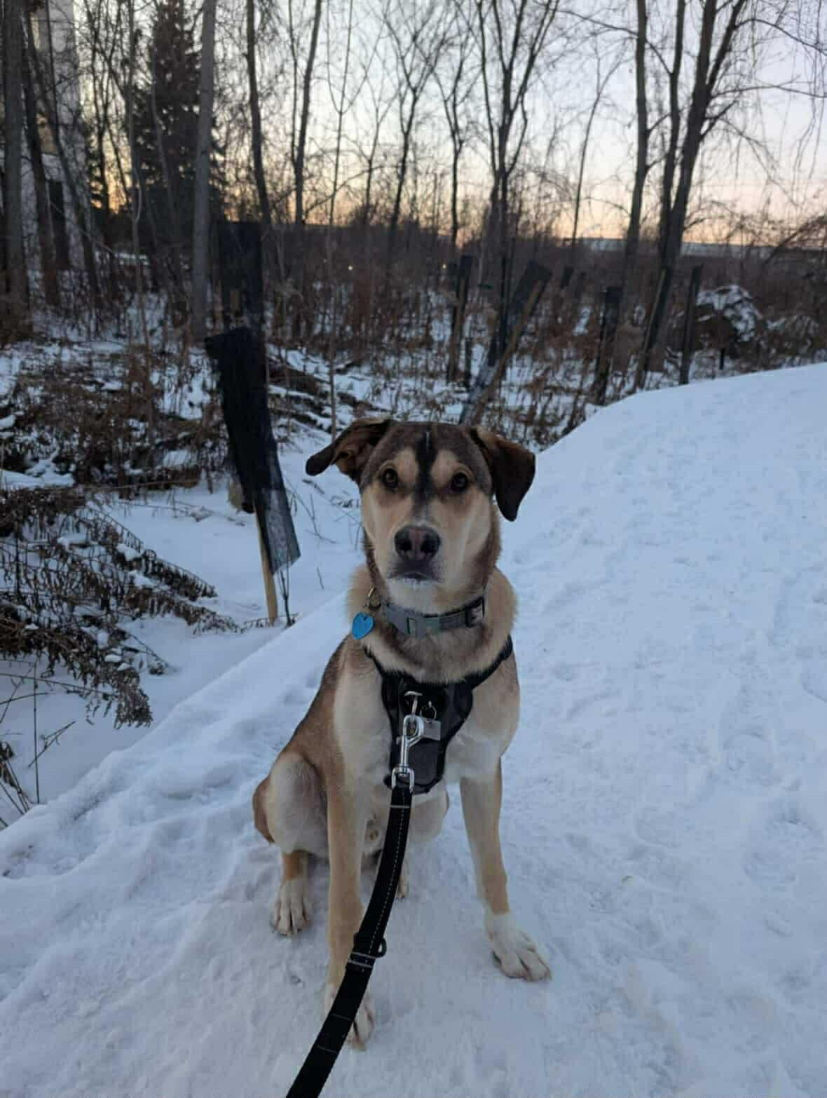 Enlarge Balto, a Adoptable mixed breed in STE-MARGUERITE-DU-LAC-MASSON, QC image 1/2