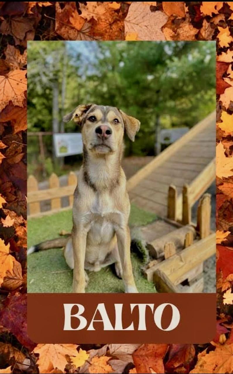 Balto, Adoptable, Young Male Husky.