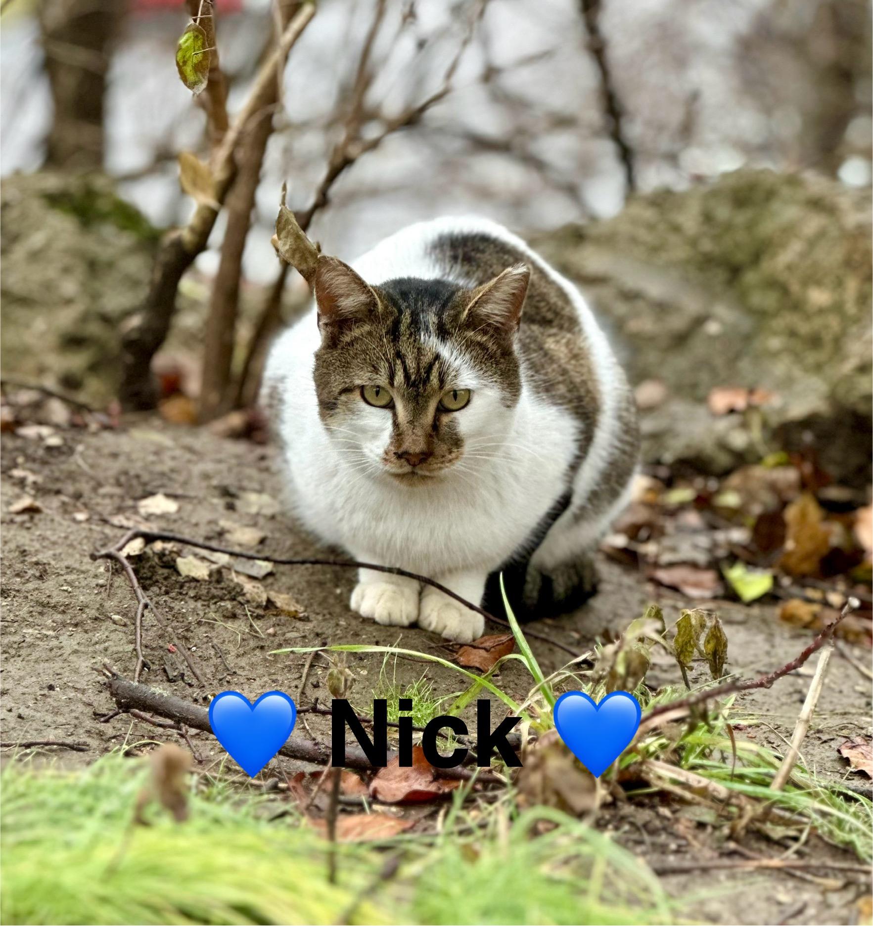 Nick, Young Male Domestic Short Hair