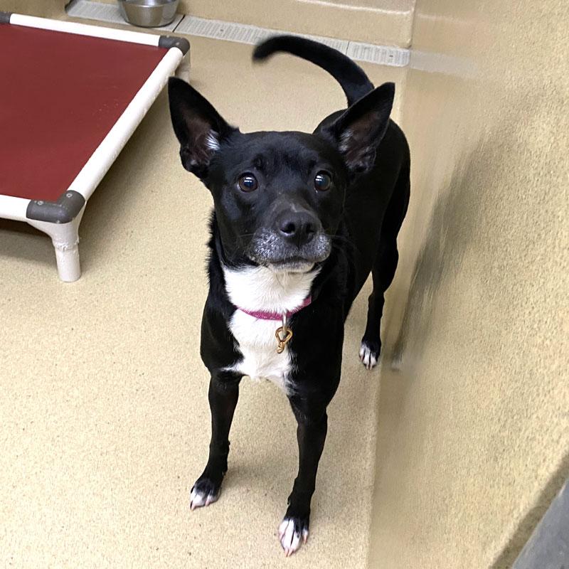Eva, a ADOPTABLE mixed breed in Monroe, GA image 1/2