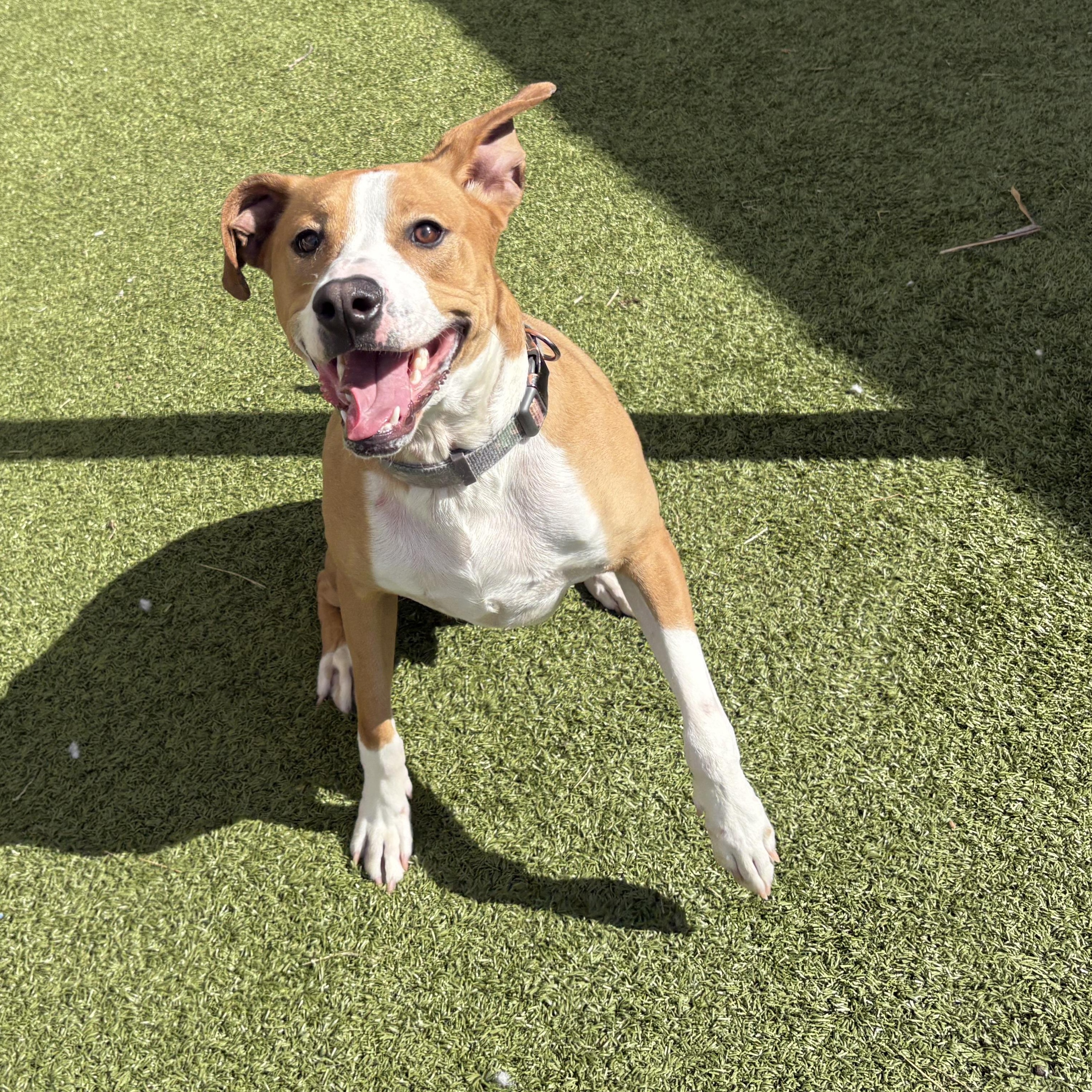 Arlo, ADOPTABLE, Adult Male Husky.