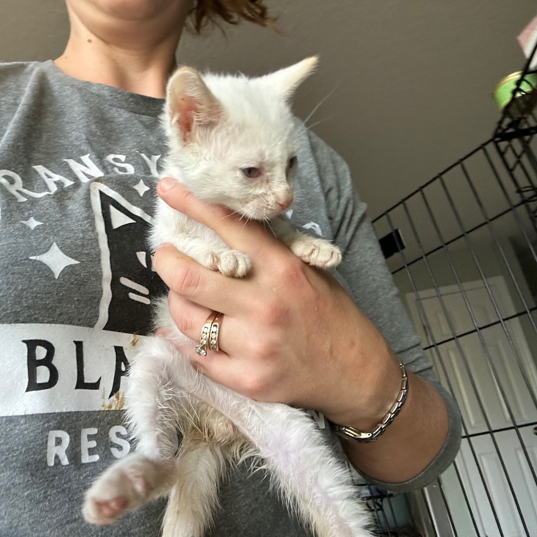 Vale, Adopted, Kitten Male Siamese.