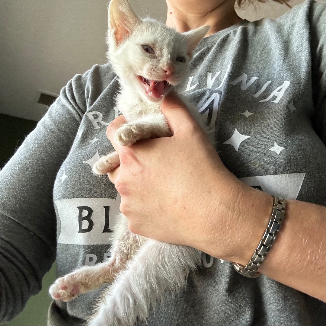 Vale, a Adopted mixed breed in Citra, FL image 2/6