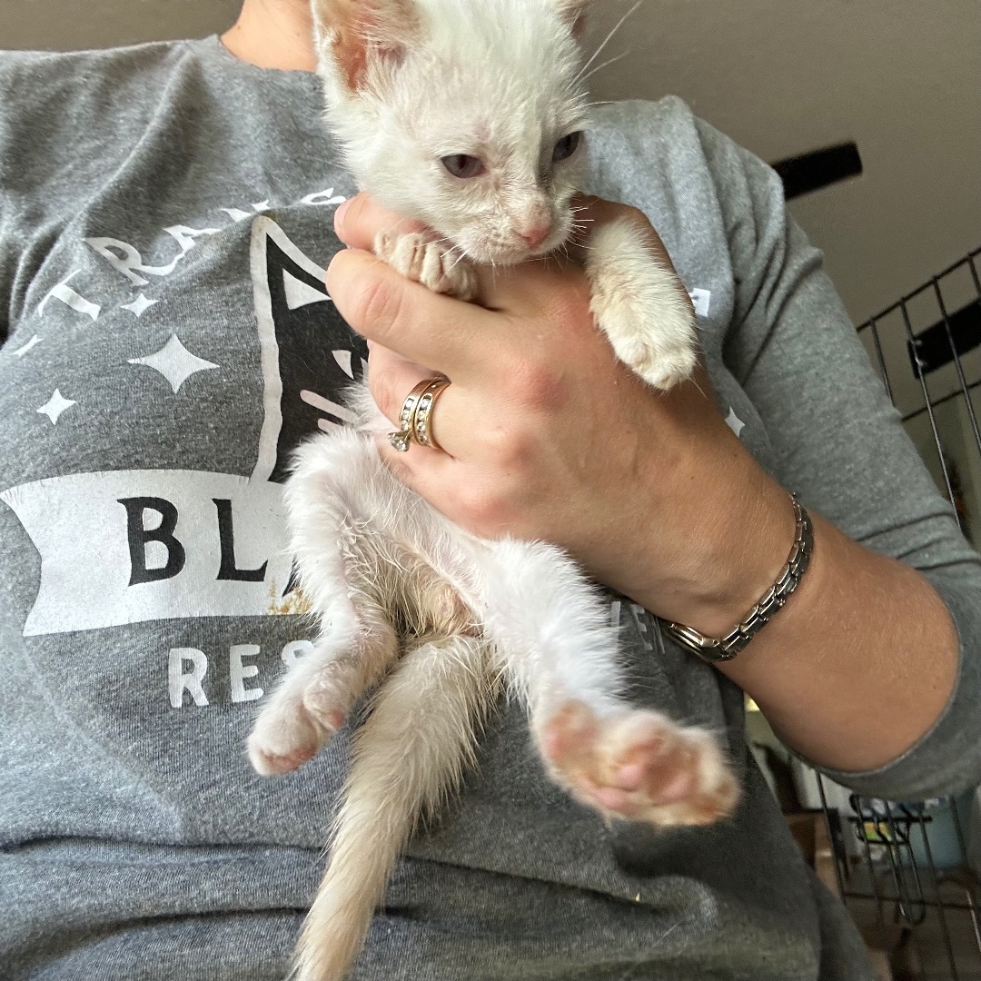 Vale, a Adopted mixed breed in Citra, FL image 3/6