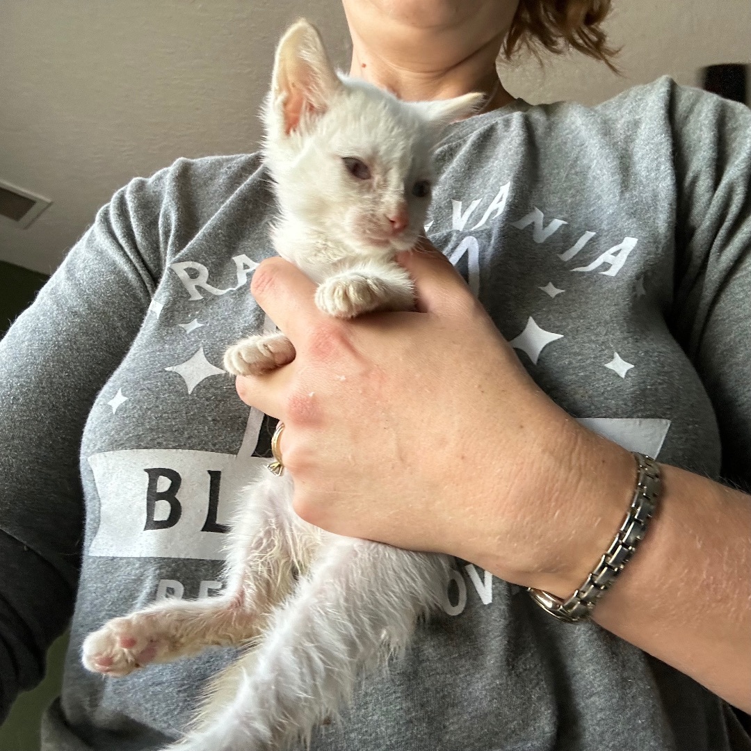 Vale, a Adopted mixed breed in Citra, FL image 4/6