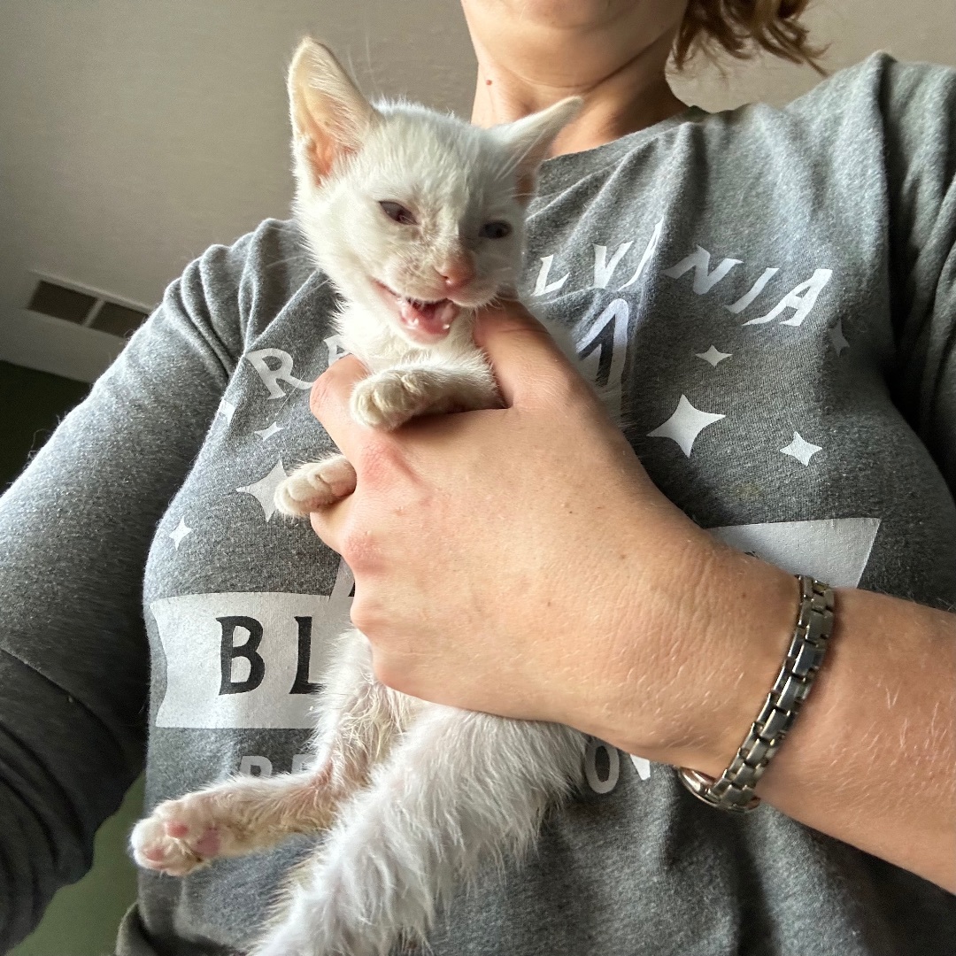 Vale, a Adopted mixed breed in Citra, FL image 5/6