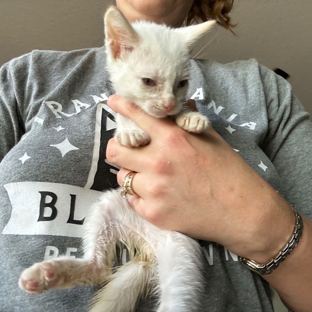 Vale, a Adopted mixed breed in Citra, FL image 6/6