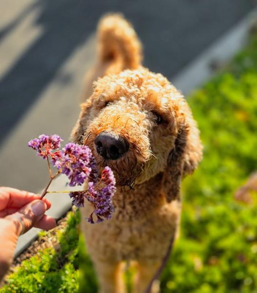 Ash, an adoptable Goldendoodle in Los Angeles, CA, 90049 | Photo Image 4