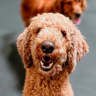 Ash, adoptable, Adult Male Goldendoodle.