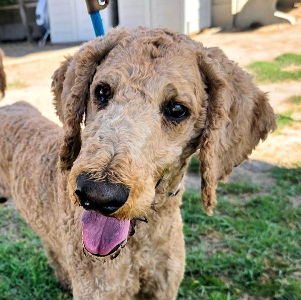 Ash, an adoptable Goldendoodle in Los Angeles, CA, 90049 | Photo Image 1