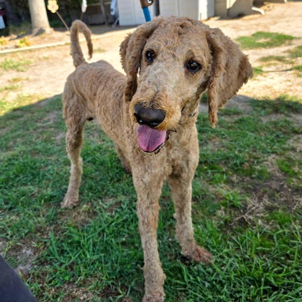 Ash, an adoptable Goldendoodle in Los Angeles, CA, 90049 | Photo Image 4