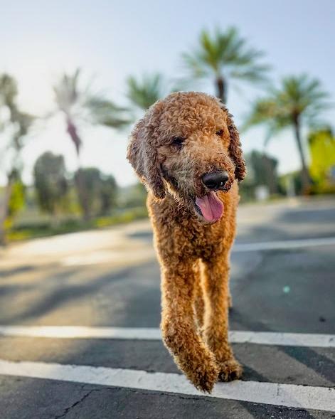 Ash, an adoptable Goldendoodle in Los Angeles, CA, 90049 | Photo Image 6