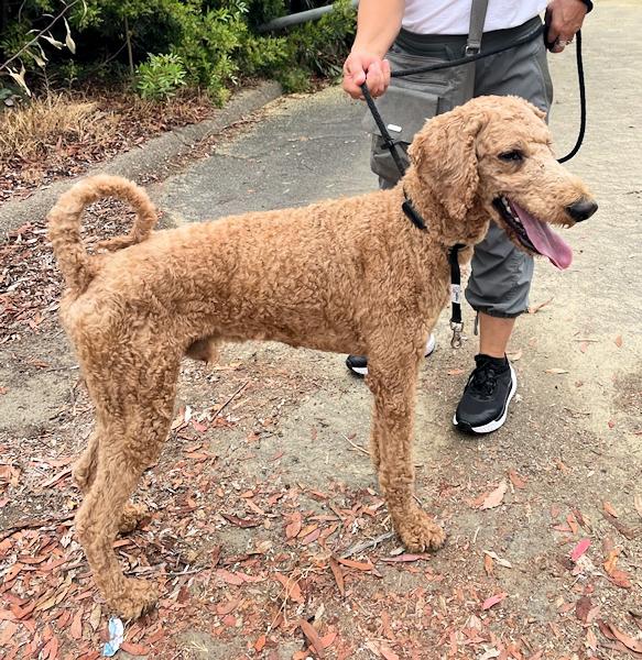 Ash, an adoptable Goldendoodle in Los Angeles, CA, 90049 | Photo Image 2