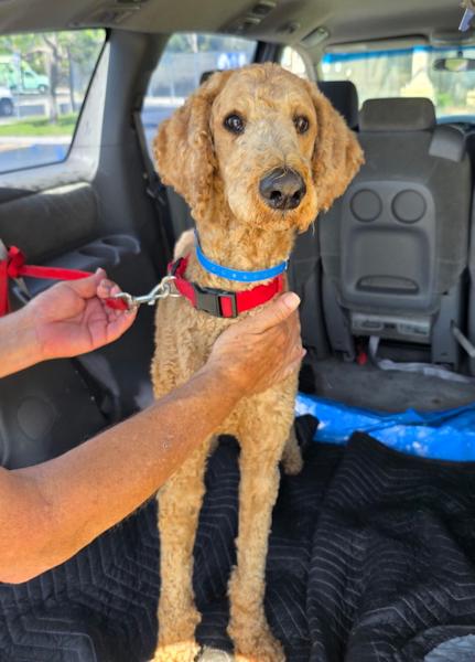 Ash, an adoptable Goldendoodle in Los Angeles, CA, 90049 | Photo Image 6