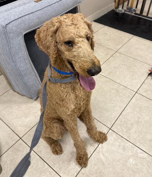 Ash, an adoptable Goldendoodle in Los Angeles, CA, 90049 | Photo Image 5