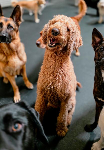 Ash, an adoptable Goldendoodle in Los Angeles, CA, 90049 | Photo Image 5