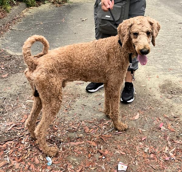 Ash, an adoptable Goldendoodle in Los Angeles, CA, 90049 | Photo Image 3