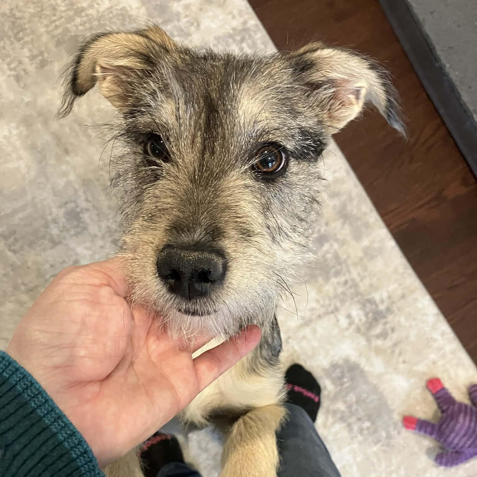 Enlarge Juniper , a ADOPTABLE mixed breed in Mead, CO image 5/6
