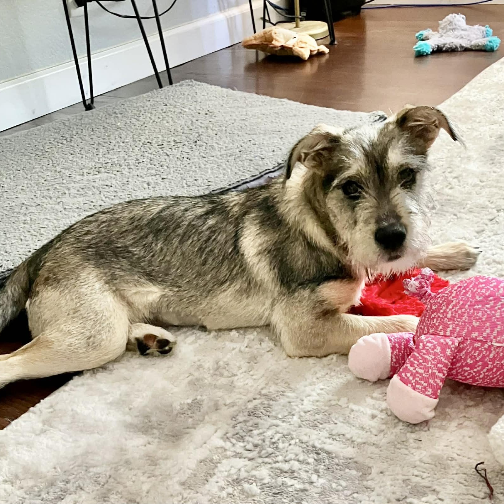 Enlarge Juniper , a ADOPTABLE mixed breed in Mead, CO image 6/6
