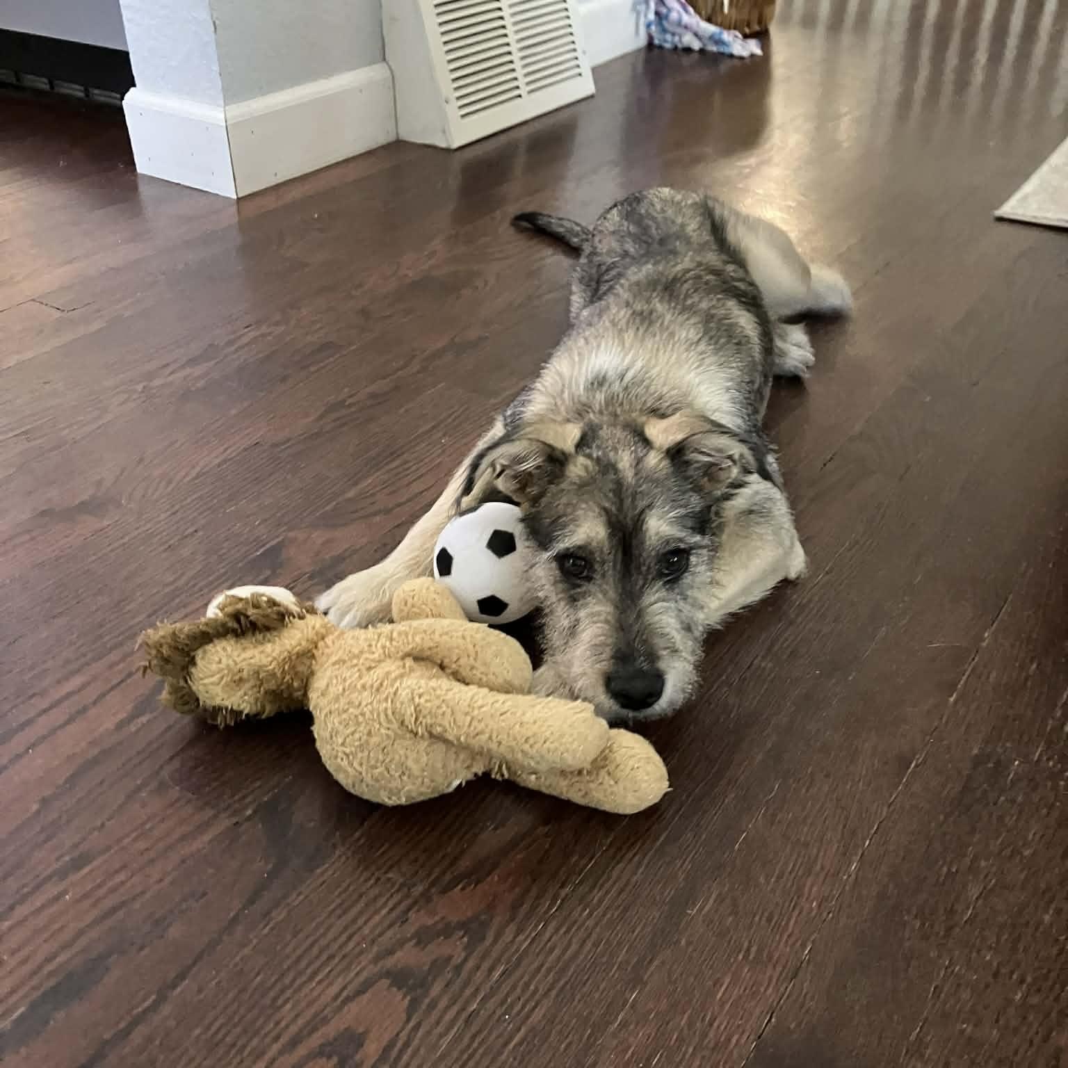 Enlarge Juniper , a ADOPTABLE mixed breed in Mead, CO image 2/6