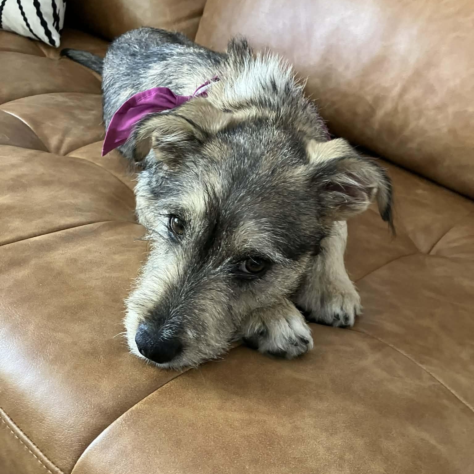 Enlarge Juniper , a ADOPTABLE mixed breed in Mead, CO image 3/6