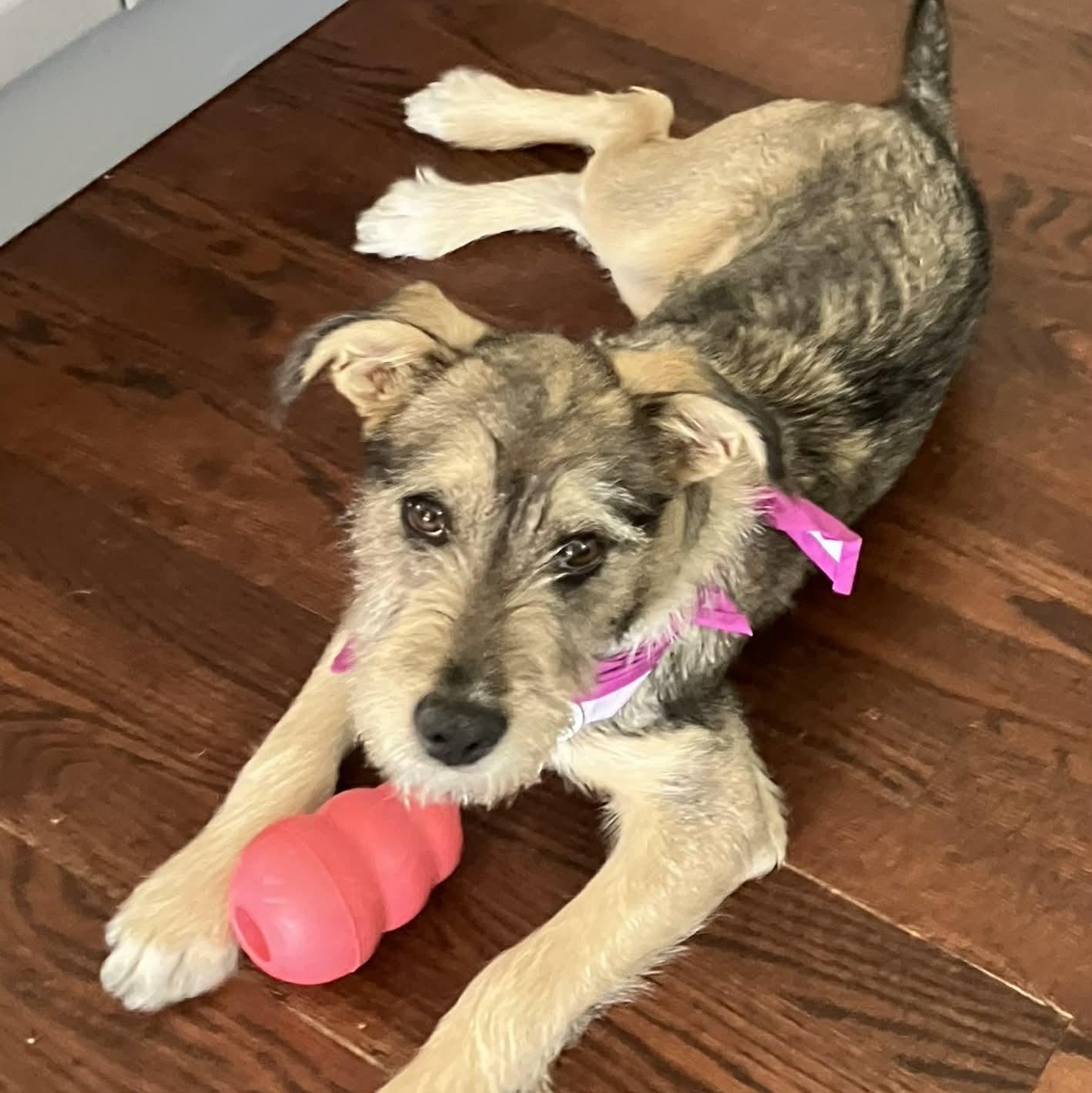 Enlarge Juniper , a ADOPTABLE mixed breed in Mead, CO image 4/6