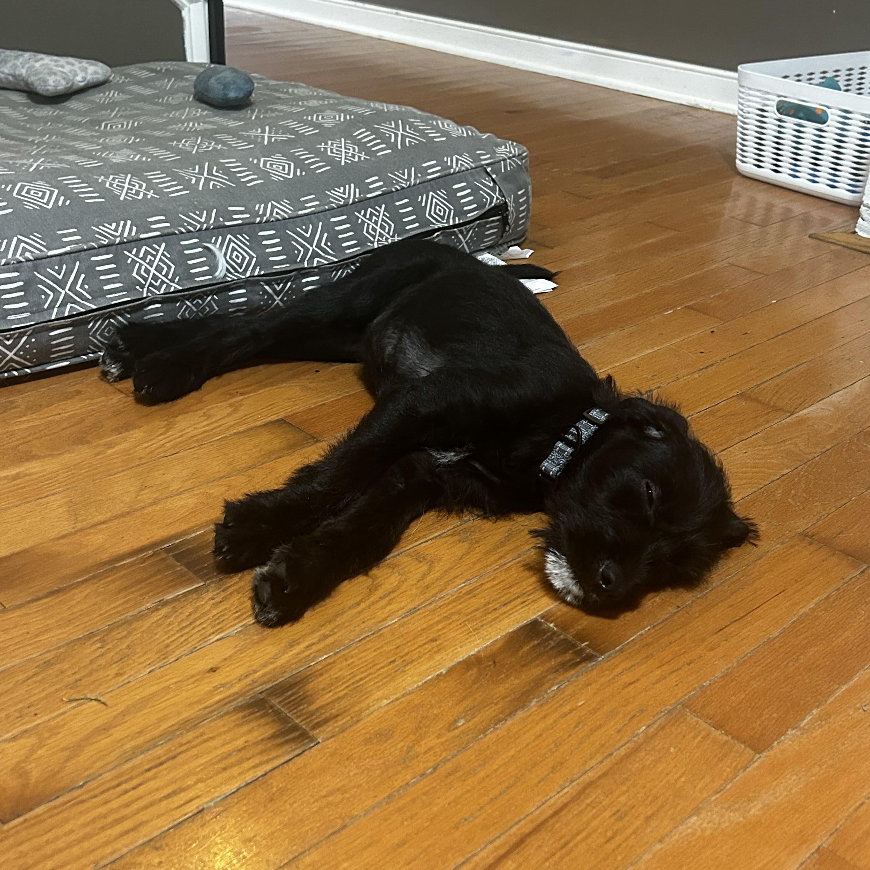 Tippy, an adopted mixed breed in Richmond, VA image 4/6
