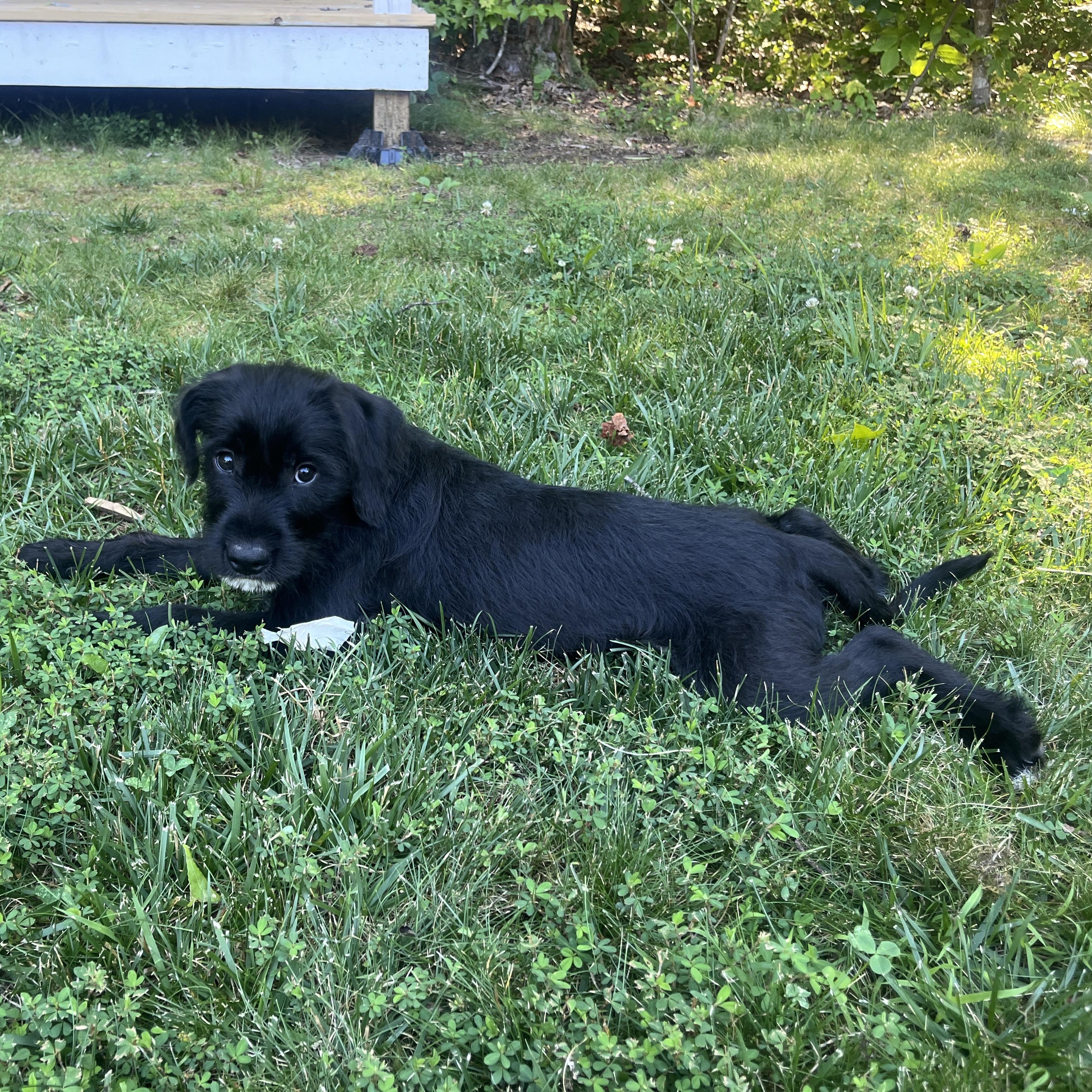 Tippy, adopted, Puppy Female Black Labrador Retriever & Labradoodle.