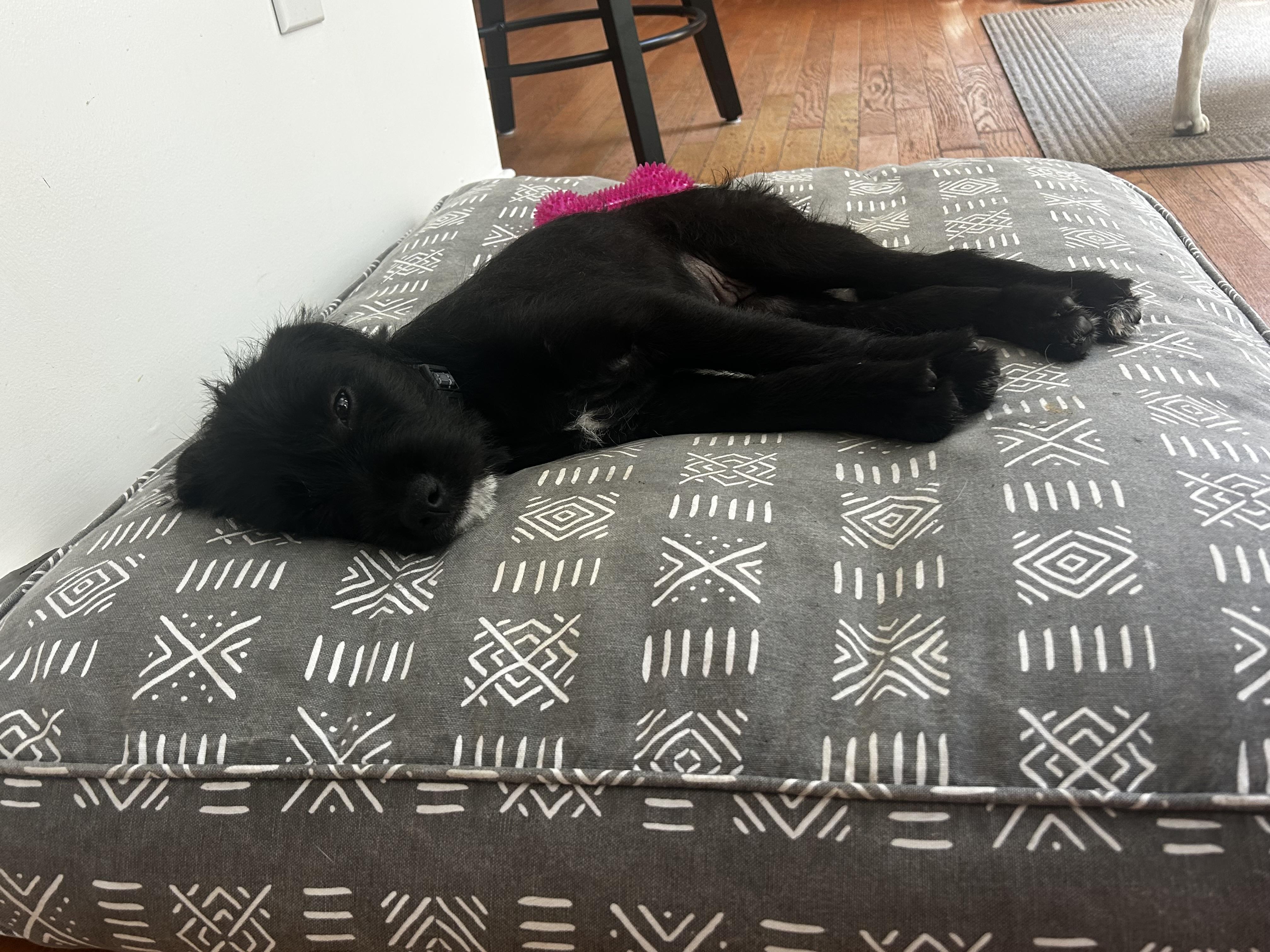 Tippy, an adopted mixed breed in Richmond, VA image 6/6