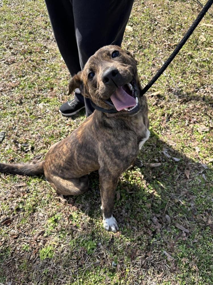 Enlarge Koda  (2026), a Adoptable mixed breed in Wenonah, NJ image 1/1